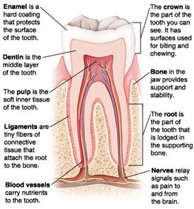 Periodontal/Gum Disease 1