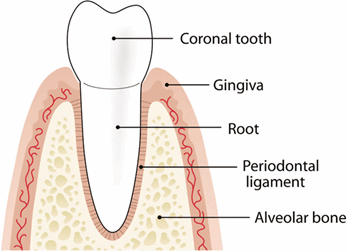 Periodontal/Gum Disease