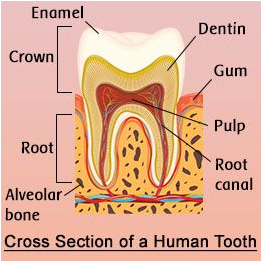 cross section